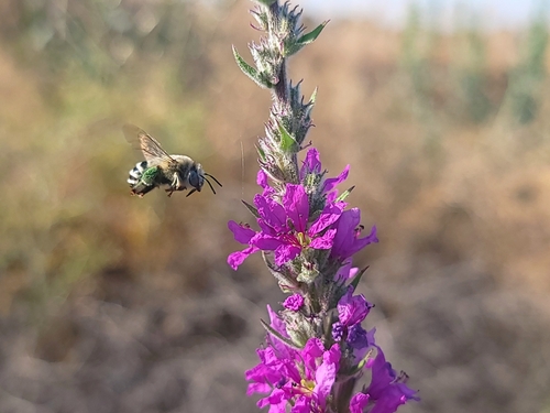 Urbane Digger Bee photographed in Idaho