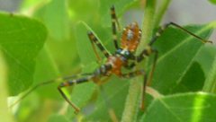 Reduviidae