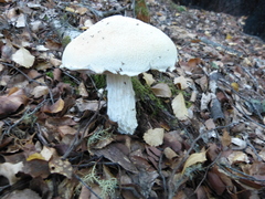 Austroboletus niveus