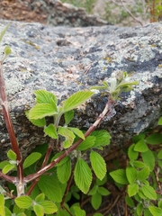 Lippia graveolens