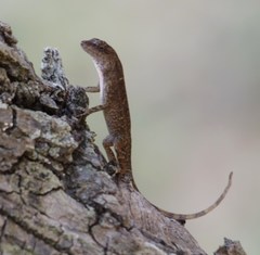 Anolis cupreus