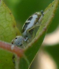 Salticidae