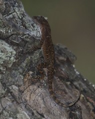 Anolis cupreus