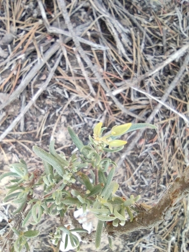 Image of Helianthemum syriacum by (c) Daniel Heras González, some rights reserved (CC BY)