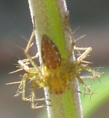 Oxyopes elegans
