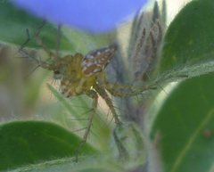 Oxyopes elegans