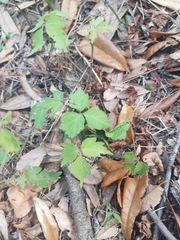 Toxicodendron pubescens