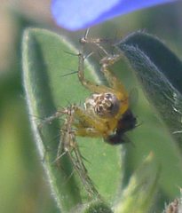 Oxyopes elegans