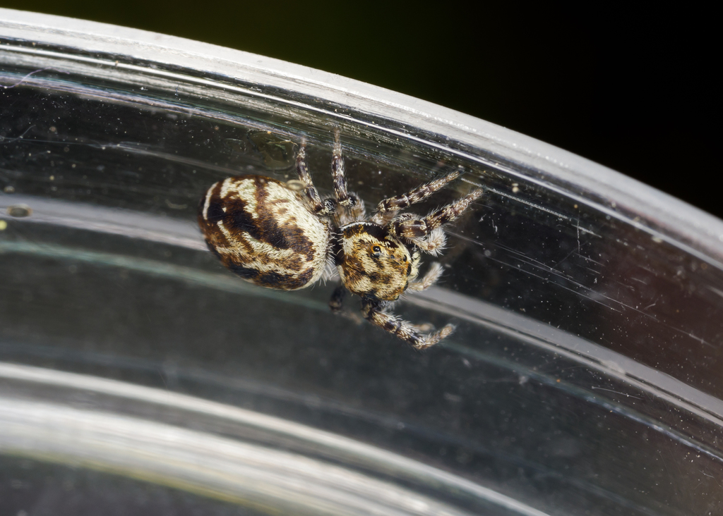 Pelegrina sabinema