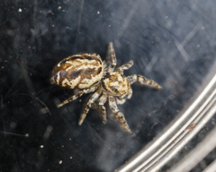 Pelegrina sabinema