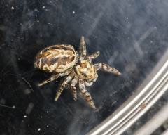 Pelegrina sabinema