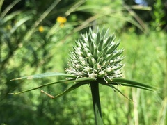 Eryngium yuccifolium