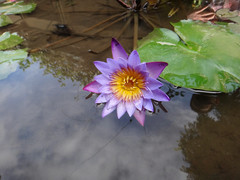 Nymphaea stellata
