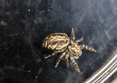 Pelegrina sabinema