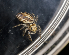 Pelegrina sabinema