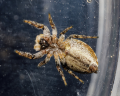 Pelegrina sabinema