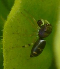 Salticidae