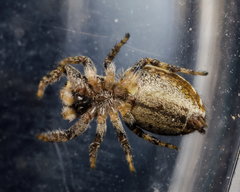 Pelegrina sabinema