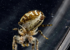 Pelegrina sabinema