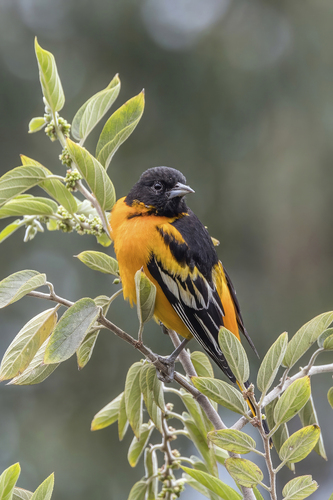 Baltimore Oriole, photo 10 of 10