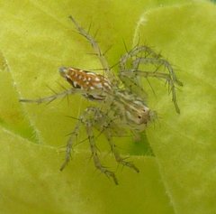 Araneae
