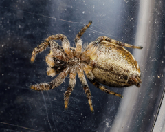 Pelegrina sabinema