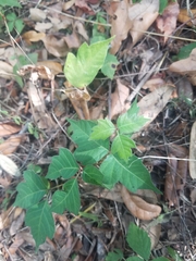Toxicodendron pubescens