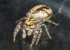 Pelegrina sabinema