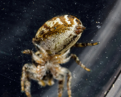 Pelegrina sabinema