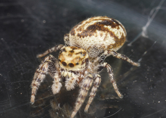 Pelegrina sabinema