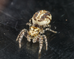 Pelegrina sabinema
