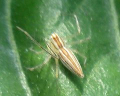 Araneae