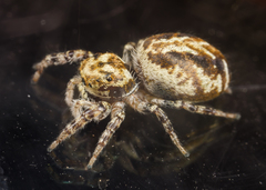 Pelegrina sabinema