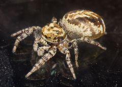 Pelegrina sabinema