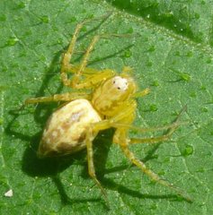 Araneae