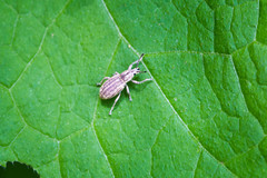 Aphrastus taeniatus