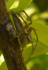 Araneae