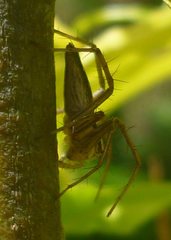Araneae