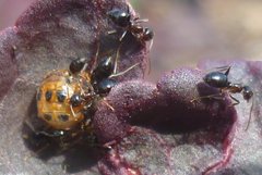 Formicidae