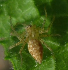 Araneae