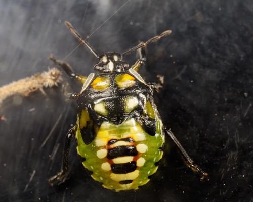 Tylospilus acutissimus