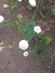 Chaenactis artemisiifolia