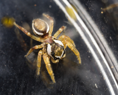 Pelegrina sabinema