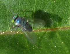 Diptera