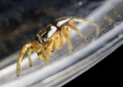 Pelegrina sabinema