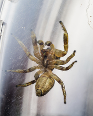 Pelegrina sabinema