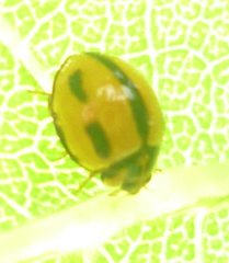 Coelophora inaequalis