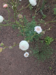 Chaenactis artemisiifolia