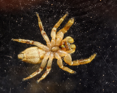 Pelegrina sabinema