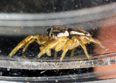 Pelegrina sabinema